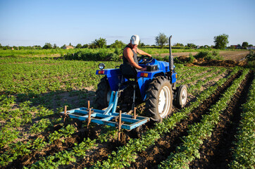 A farmer on a tractor cultivates a potato plantation. Young potatoes bushes Agroindustry and...