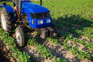 Tractor is driving across field. Potato plantation. Young potatoes bushes. Agroindustry and...