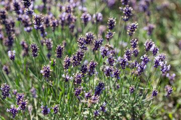  lavender field  in Romania,Bistrita
