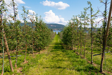 Fototapeta na wymiar agriculture apple trees in a garden