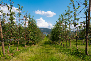 Obraz premium apple trees in a garden