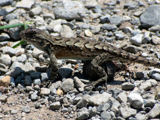 A wild lizard on gravel.