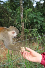 squirrel in hand