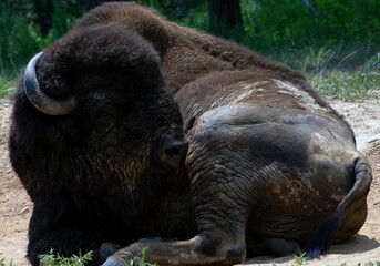 A bison licking its leg. 