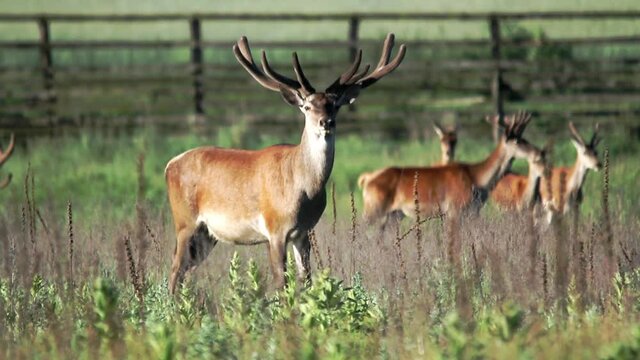 A small herd of deer with beautiful horns grazing in the meadow, and then goes away. High quality FullHD footage.