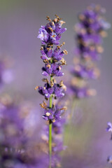 lavender thread in the middle of a lavender field  in Romania,Bistrita