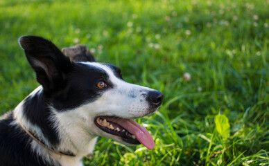 border collie dog spring portrait walking in green fields