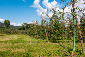 Fototapeta premium apple trees garden