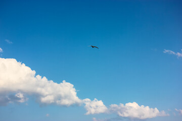 Fototapeta na wymiar A blue sky with picturesque curly white clouds. A silhouette of a soaring seagull bird over a sea. Daydreaming, freedom, flight, summer concept. Fresh air. Place for text. Minimalistic background.