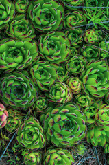 Background young green plants succulents. Rejuvenated Sempervivum also known as Stone Rose.