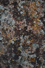 Background with granite stone overgrown with various moss and lichen. Outdoors nature