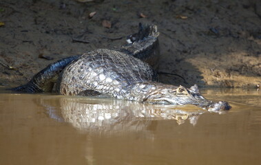 Closeup head on portrait of Black Caiman (Melanosuchus niger) entering water from riverbank, Bolivia