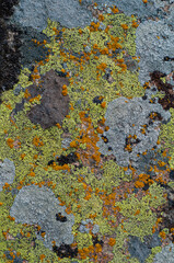 Background with granite stone overgrown with various moss and lichen. Outdoors nature