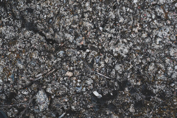 A variety moss and lichens growing close-up on granite stone. Outdoors nature.