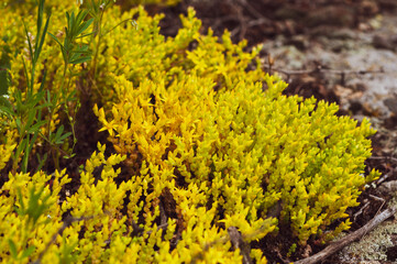 Yellow flowering moss Sedum Sexangulare Plants mats ornamental flowering moss ground cover plants