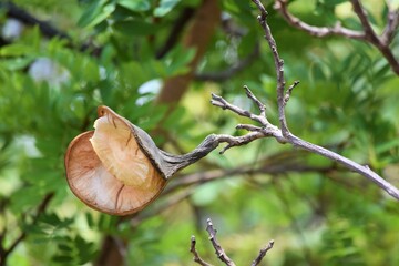 Aspidosperma no Cerrado