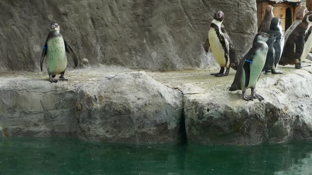 Flock of Humboldt penguins birds on a rocky coast by a pond in a Safari Park, 4K