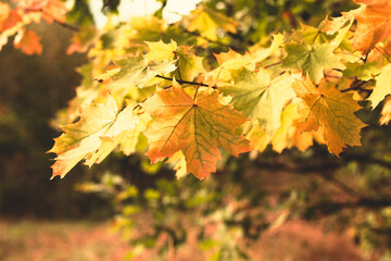 Autumn background with yellow maple leaves in the forest. Selective focus