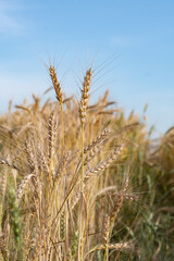 Golden Wheat Field with ripe ears of corn