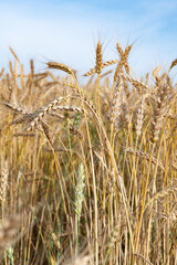 Golden Wheat Field with ripe ears of corn