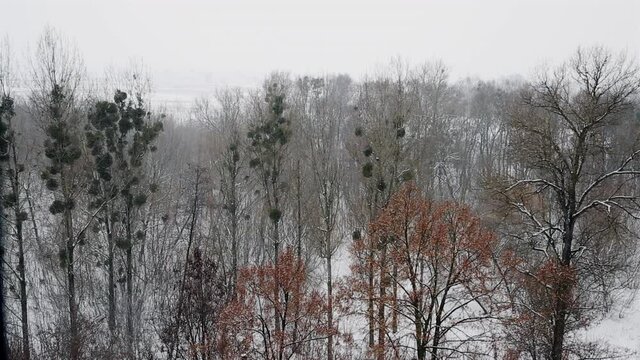 There is a snowstorm over the bare trees in the park. High quality FullHD footage