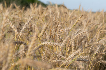 Golden Wheat Field with ripe ears of corn
