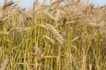Golden Wheat Field with ripe ears of corn