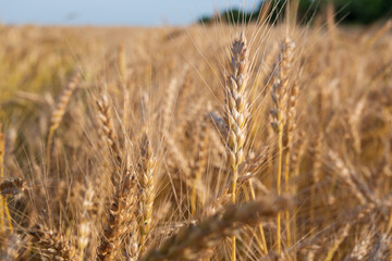 Golden Wheat Field with ripe ears of corn