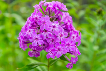 Obraz premium Garden carnation flowers in the garden.
