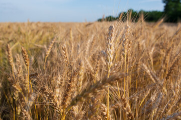 Golden Wheat Field with ripe ears of corn