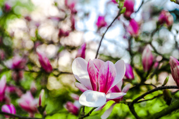 blumen  natur pflanze farben pink