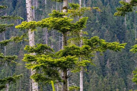 tree in the Polish Tatra Mountains