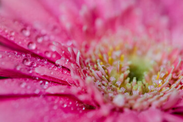 blumen  natur pflanze farben makro