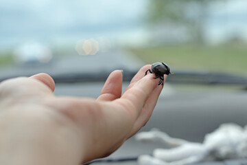 Pequeño escarabajo negro en mano de mujer