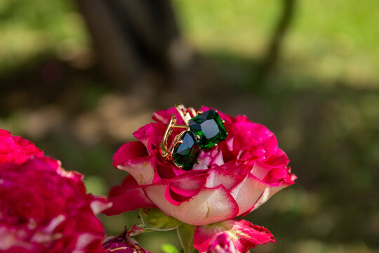 A close up of a flower. High quality photo