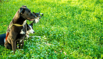 head shot of three dogs of blurry green background. Side profile view