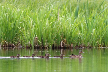 duck with brood on the lake, animals family 