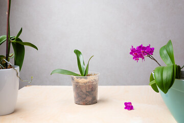Cultivation of orchids at home. Soil and substrate for sall baby orchids, Small young plants, orchid seedlings in pots