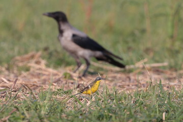 yellow wagtail, A little bird in front of a large bird
