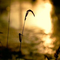 Outdoor photography with a silhouette of a single piece of wild grass with tall thin stem against bright yellow background during summer sunset