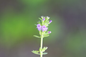 Flower of a basil thyme, Clinopodium acinos