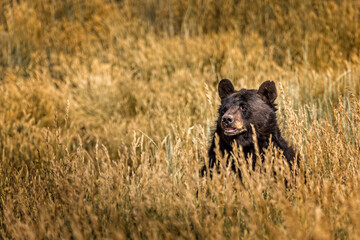 Black bear hiding in a summer meadow and observing the area