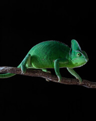 Green chameleon on a branch on a black background