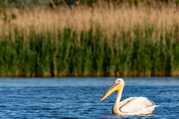 pelican on the water, danube delta, romania