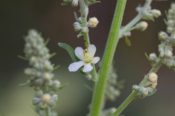 Flower of the common mullein, Verbascum lychnitis