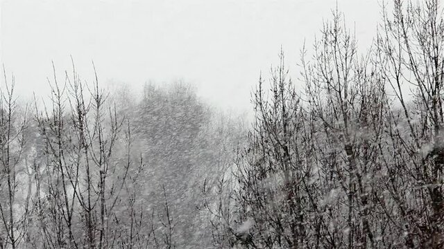 There is a snowstorm over the bare trees in the park. High quality FullHD footage