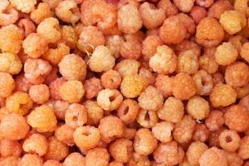 Ripe yellow raspberries, background. Many plucked yellow berries, Summer concept