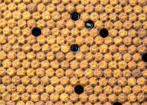 honeycomb