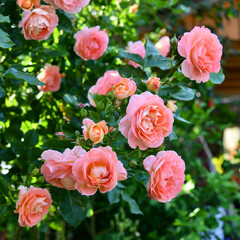 duftende Rosen im Garten