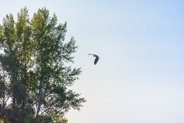 The heron flies over the tree.